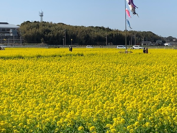 スタッフのつぶやき　菜の花祭り　お車のことなら古賀市のオークサポートへ